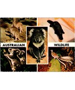 Vtg Postcard Australian Wildlife, Showing Koalas, Kangaroos, Platypus &amp; ... - £5.19 GBP