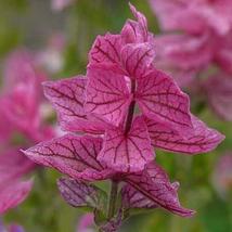 Clary Sage PINK SUNDAE Salvia Birds Butterflies Pollinators Non-GMO 200 Seeds - £12.81 GBP