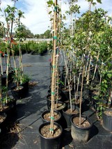 October Glory Red Maple 4&#39;-6&#39; Trees Very Fast Growing Shade Tree Fall Co... - $96.95