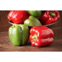 Sprinter Organic Bell Pepper Seed Gardening Easy Grow USA SHIPPING - $5.60