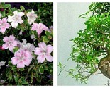 Pink Mountain Serissa Tree 2.5&quot; Pot House Plant, Fairy Garden Plant, Bon... - $37.93