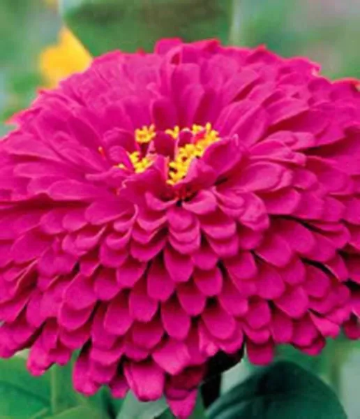 Top Seller 250 Purple Prince Zinnia Elegans Flower Seeds - £11.46 GBP