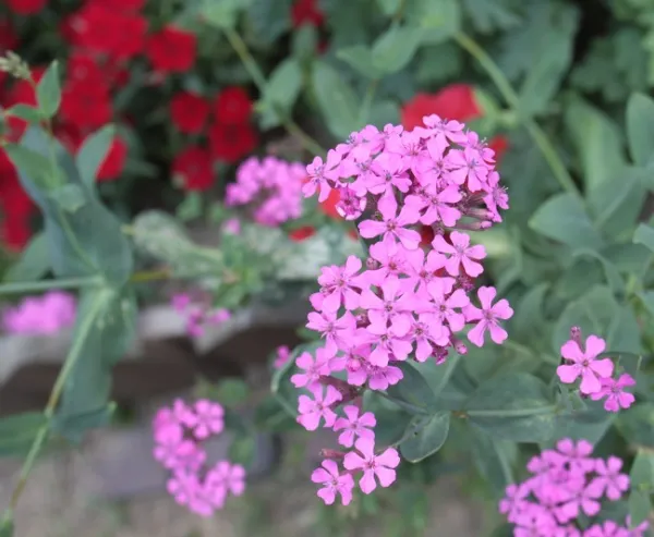 Catchfly Seeds Silene Armeria Seeds 5 000 Seeds Wildflower Seeds - £9.19 GBP