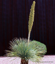 Dasylirion Wheeleri, exotic succulent rare Spoon Yucca aloe agave seed 50 SEEDS - £7.86 GBP