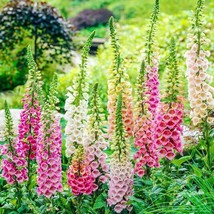 FA Store Excelsior Foxglove Flower Seeds - £6.36 GBP