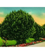 Southwest Oregon OR Myrtle Trees UNP Vtg Linen Postcard CT Art Colortone - $5.47 CAD