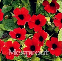 10Pcs Thunbergia Alatachile Susan Seeds Dark Red Color With Black Eye New Fresh  - £9.57 GBP