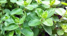 KKG Marjoram Sweet Non Gom 50 Seeds Herb Majoram Sweet Seeds Fresh Garden - $7.89