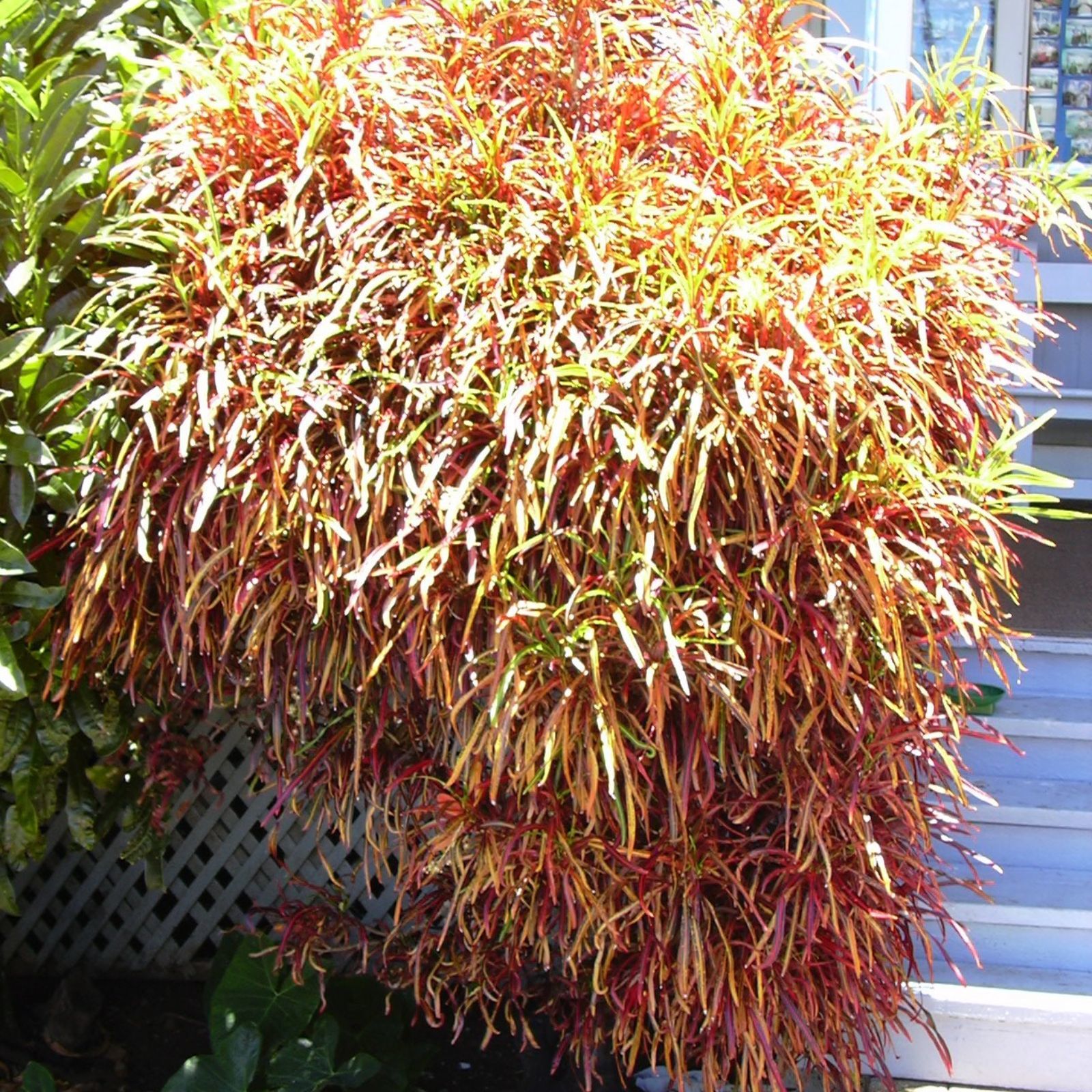 Item image 5