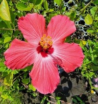 Tropical painted lady hibiscus well rooted 5 to 7 inches live starter plant - $23.99