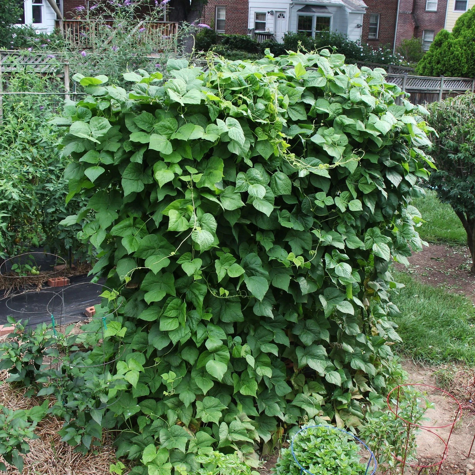 Blue Lake POLE Bean Seeds | Non-GMO | Fresh Garden Seeds BULK - $16.42