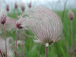 Geum Triflorumprairie Smoke 25 Seeds Garden Beautiful USA Seller - $17.50