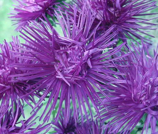 25 Double Dark Purple Clematis Bloom Climbing - £10.55 GBP