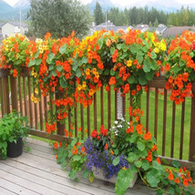 Bloomys 30 Seeds Tall Nasturtium Mix Seeds Wildflower Trailing Climbing Vine Edi - £8.01 GBP