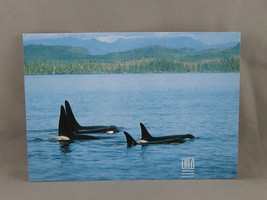 Vintage Postcard - Orca Pod Vancouver Island - Peacock Postcards - £11.85 GBP