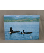 Vintage Postcard - Orca Pod Vancouver Island - Peacock Postcards - $20.37 CAD
