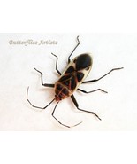 Lygaeus species New Man Face Real Unique Bug Beetle Framed Entomology Sh... - $68.65 CAD