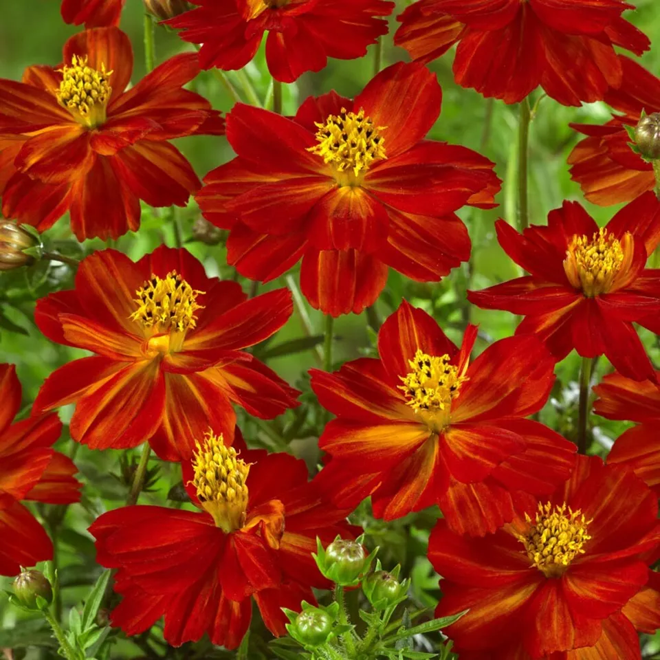 PSStore 100 Seeds Cosmos Dwarf Red Sulphur Ct Flower - £7.41 GBP