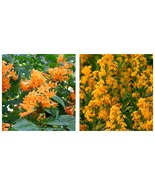 Flowering Jasmine Plant ORANGE ZEST - Cestrum Aurantiacum*ATTRACTS BUTTE... - £32.64 GBP