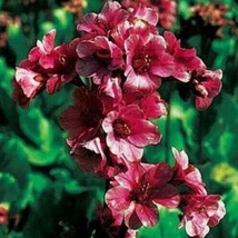 25 Seeds Red Bergenia Ground Flower Perennial - £6.31 GBP