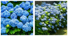 6-10&quot; Tall Live Plants - 3&quot; Pots - 2 Nikko Blue Mophead Hydrangea Shrubs/Bushes - £69.97 GBP
