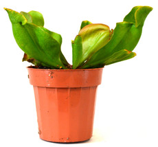 Large Pitcher Plant - Sarracenia - Carnivorous - Gift Mature 3&quot; Pot #NR - $21.99