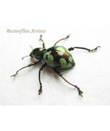 Weevil Mania Real Beetle Pachyrhynchus Apoensis Framed Entomology Shadowbox - $81.01 CAD