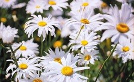 Leucanthemum &#39;Alaska&#39; Shasta Daisy 25 Seeds Garden Us Seller - £5.26 GBP