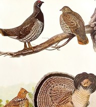 Spruce Partridge Ruffed Grouse 1936 Bird Lithograph Color Plate Print DW... - $458.55 MXN