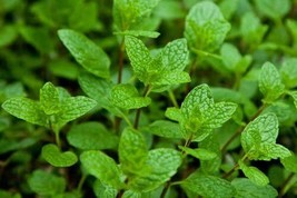 USA SELLER Peppermint Live Edible Aromatic Herb Plant Pack Easy Care Herbs Choco - $9.99