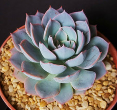 Echeveria  cultivar subsessillis rare blue color succulent cactus plant 4" pot - £13.42 GBP