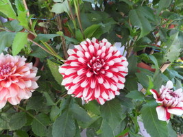 50 Red And White Dahlia Seeds (Dahlia Variabilis)    From US - £11.00 GBP