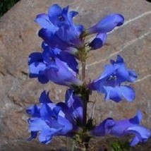 US Seller 50 Penstemon Blue Spring Heterophyllus Perennial Flower Seeds Fast Shi - $16.51