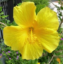 Hibiscus rosa-sinensis Fort Myers Yellow Bush Starter Live Plant 3" - $14.49