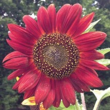 Sunflower Velvet Queen Flower Seed Beautifulstunning USA Seller Garden F... - £6.88 GBP