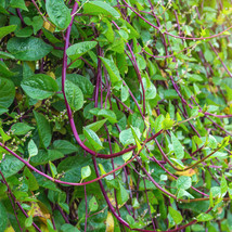 Red Stem Malabar Spinach Seeds Basella Alba Rubra Ceylon Green Vegetable  - £4.64 GBP