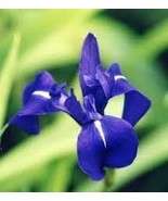 Iris Laevigata * Water Iris * Kakitsubata * Aqua Flower 20 Pcs - $12.71