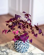 10 Bulbs Oxalis Triangularis Purple Shamrock Plant, False Shamrock, Lucky Clover - £11.65 GBP