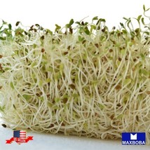 Alfalfa Seeds - Organic - Sprouting Non-Gmo Heirloom Garden Usa Shipping - £7.68 GBP