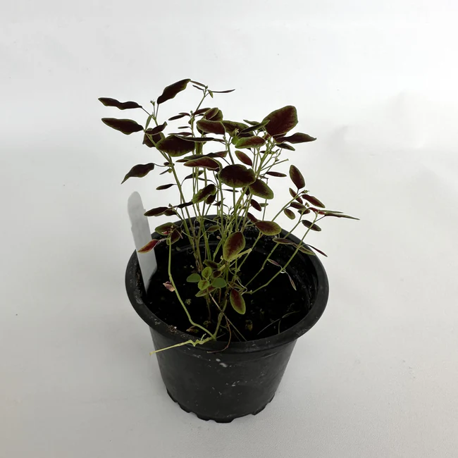 Semilir Euphorbia Flame Leaf 3.5 4 Inch Pot - $604.98 MXN