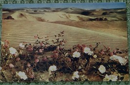 Vintage Color Photo Postcard, Verbenas in the Sand Dunes, Southern California - £4.66 GBP