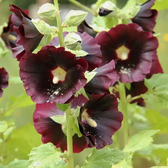 25 Moon Black Hollyhock Flower Seeds Non-GMO - £6.29 GBP