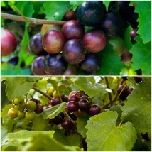 Rotundifolia Fox Bullace Bullet Bull 2 Muscadine Grape Vines Live Plants Fruit - £53.35 GBP