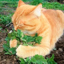 Catnip Seeds Nepeta Cataria Cat Nip Toy Catswort Catwort Catmint Vegetable Herb  - £6.34 GBP