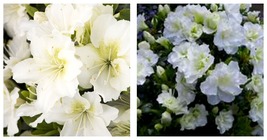 Beautiful SNOW Azalea Rhododendron Deciduous SMALL ROOTED Starter Plant - $38.99