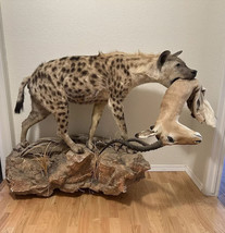 Spotted Hyena Life-Size Taxidermy African Safari With Prey - $3,800.00