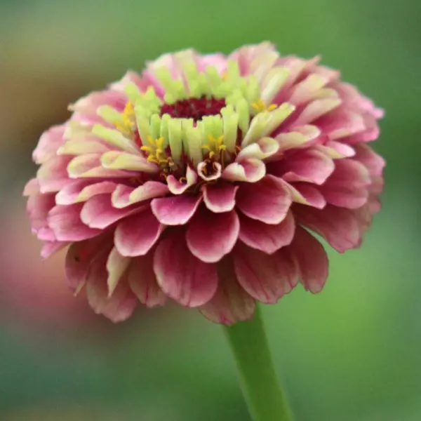 Zinnia Seeds Queeny Lime Red 25 Seeds Cut Flower Fresh New - £13.77 GBP