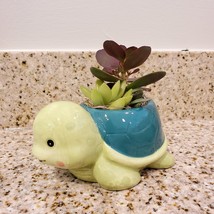 Succulent Arrangement in Tortoise Planter, Turtle Plant Pot, Live House Plant