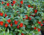 Mimulus Monkey flower Red 100 NON GMO Seeds - $6.82