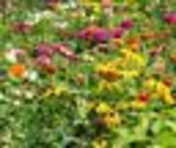 500 Seeds Wildflower Mix MINI MEADOWS Annuals Perennials Butterflies USA Non-GMO - £8.66 GBP
